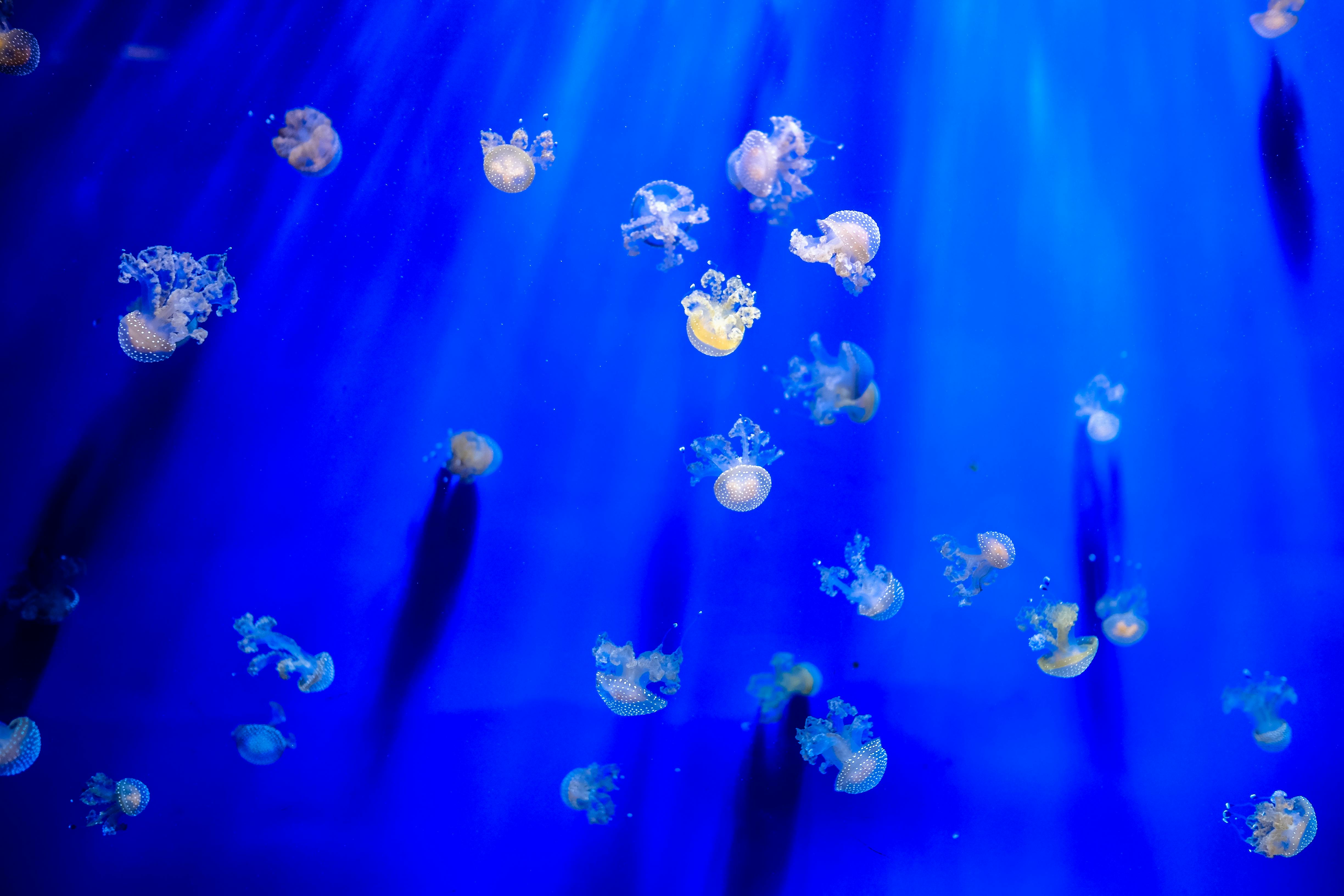 The Enigmatic World of Deep-Sea Creatures