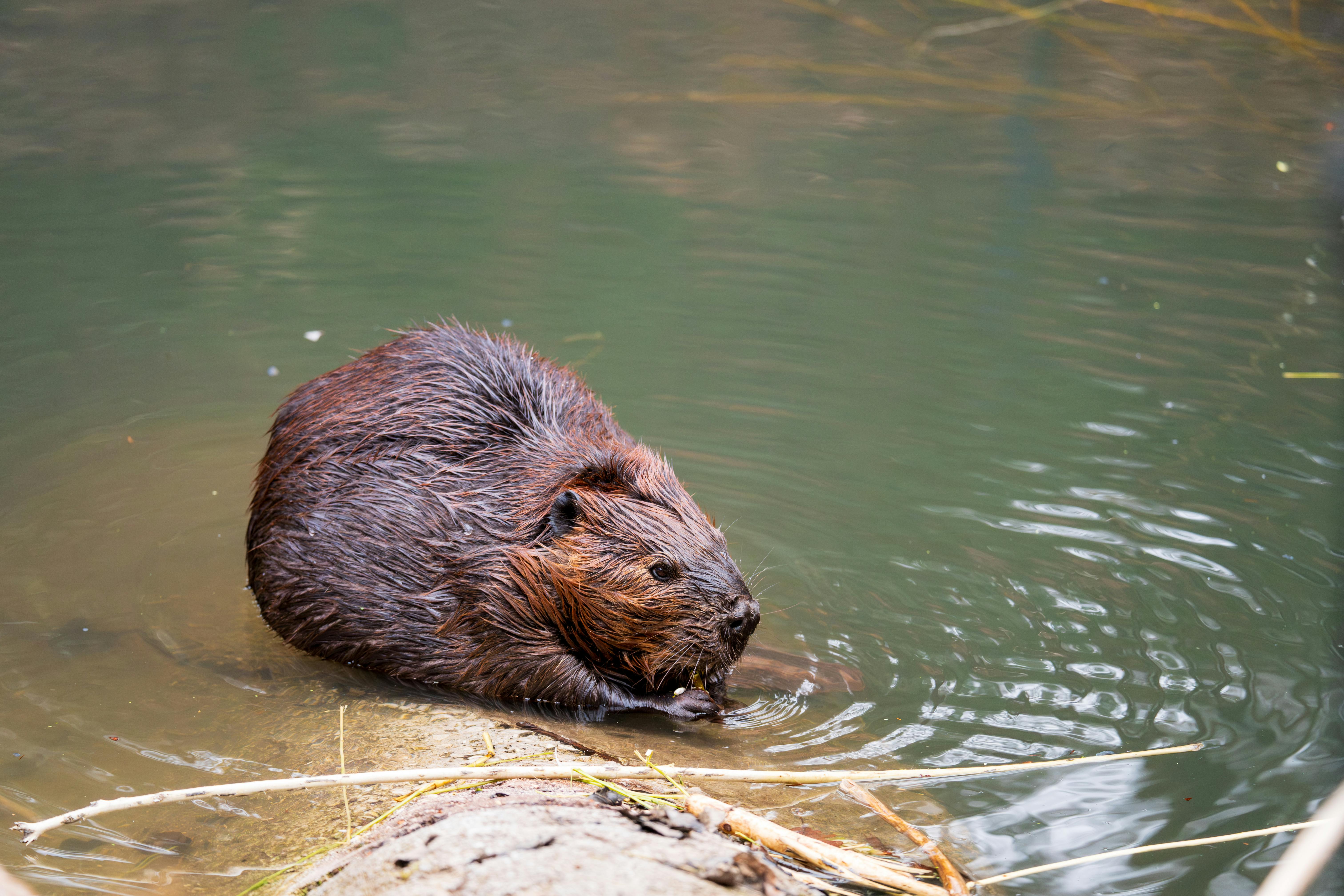 The Secret Life of Beavers: Engineering Marvels of the Animal World