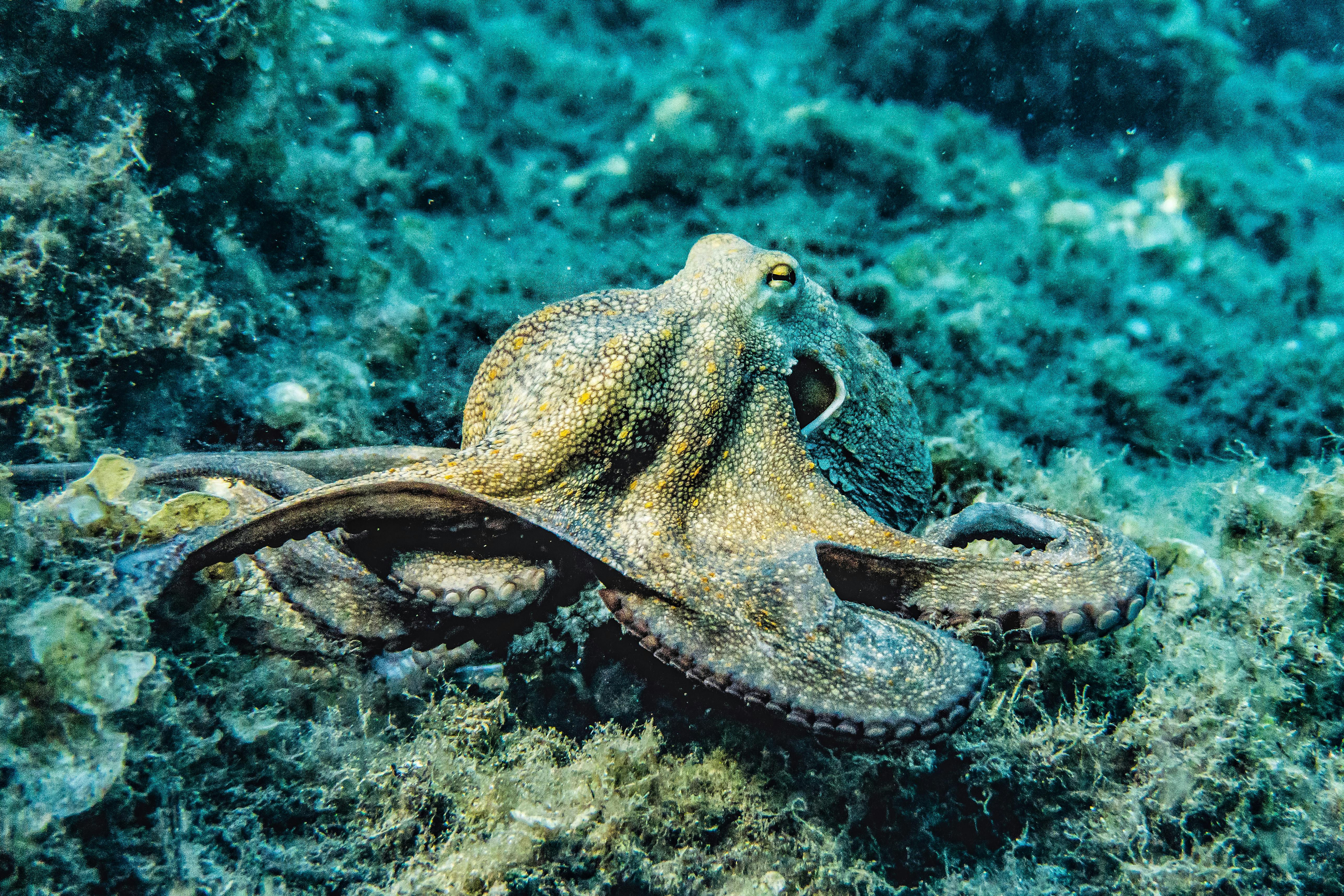 The Secret Life of Octopuses: Masters of Camouflage and Intelligence