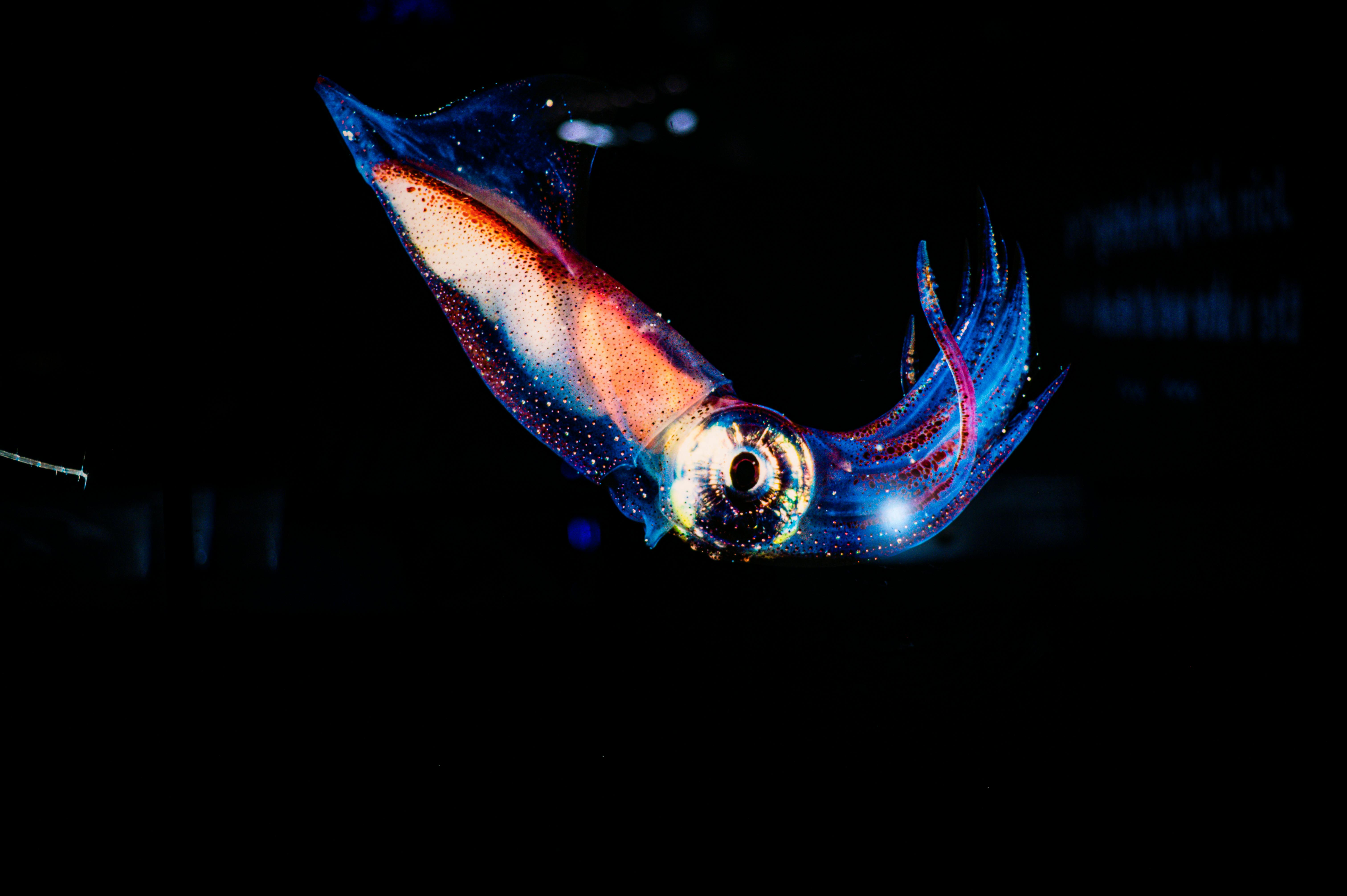 The Secret Lives of Cephalopods: Tales from the Deep