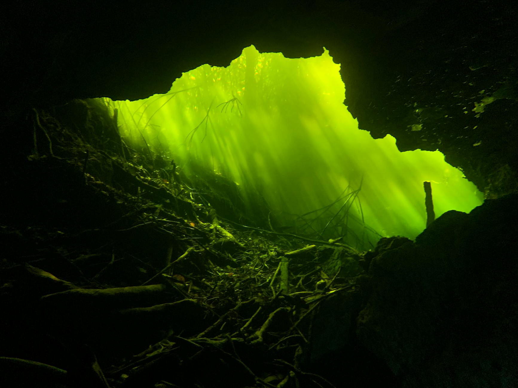 The Secret Lives of Underwater Creatures: A Deep Dive into Aquatic Wildlife